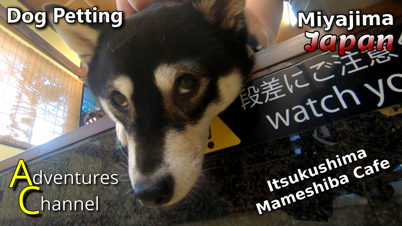 Mameshiba Cafe. Dog Petting in Miyajima, Japan!